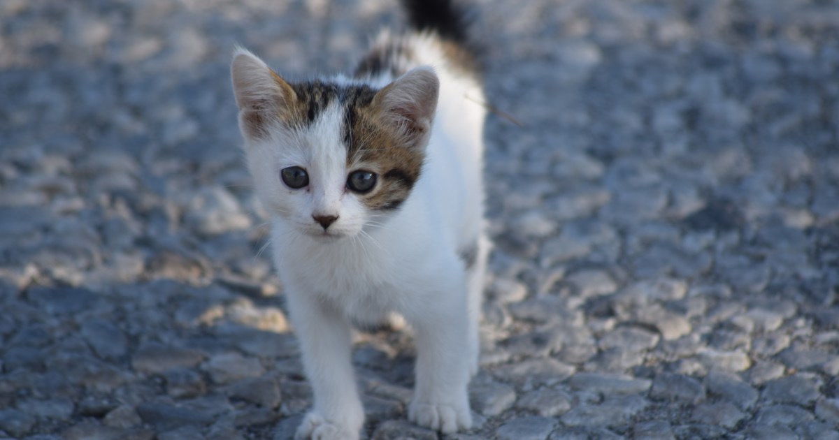 Chicago Marathon Runner Sacrifices Private Highest to Rescue Stray Cat