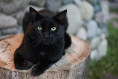 A black cat similar to the one who disappeared in Cobb County after being stolen by an Amazon delivery driver.