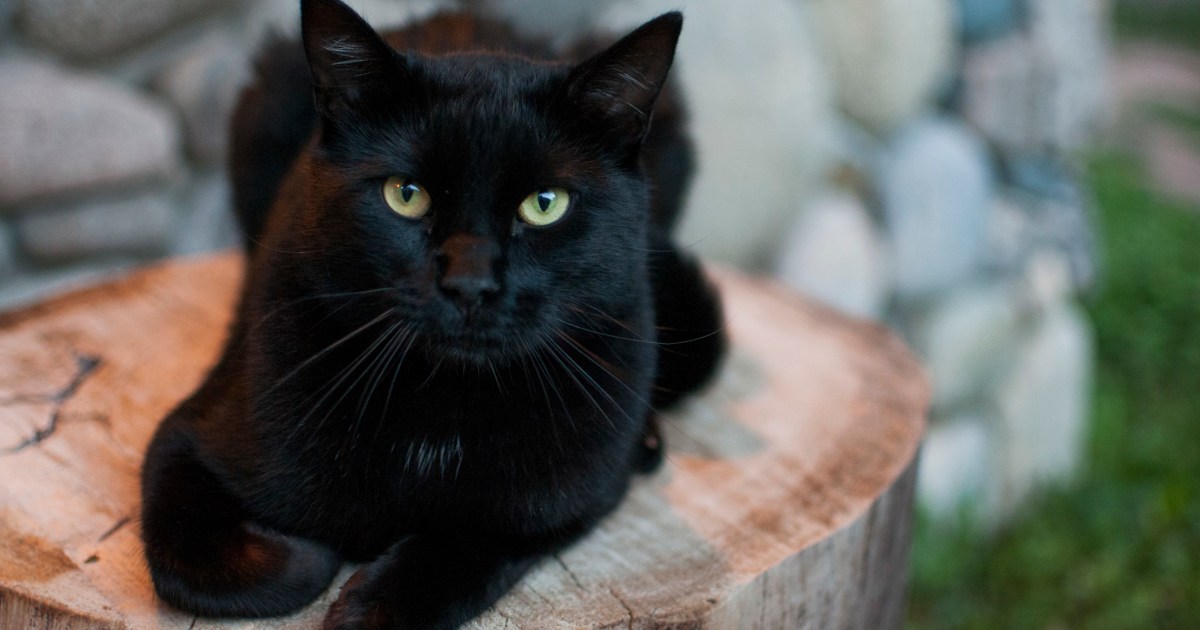 Amazon Motive force Accused of Involvement in Circle of relatives Cat’s Disappearance and Tragic Loss of life