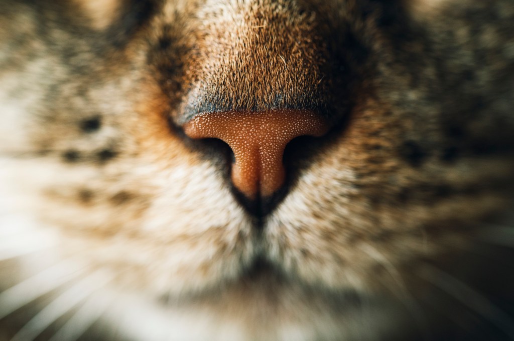 Snout of a tabby feline  to stress  their almighty  consciousness   of smell.