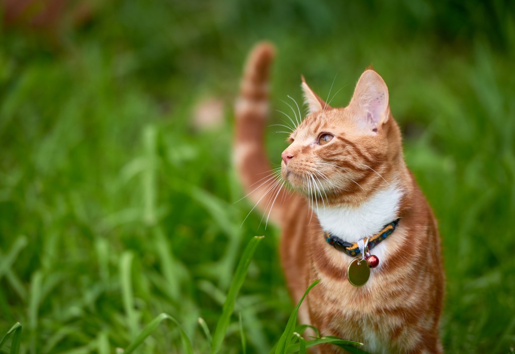 Cat with a bell collar roaming outdoors.