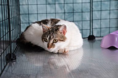 Cat in cage similar to the ones rescued from Chesterfield breeder facility.
