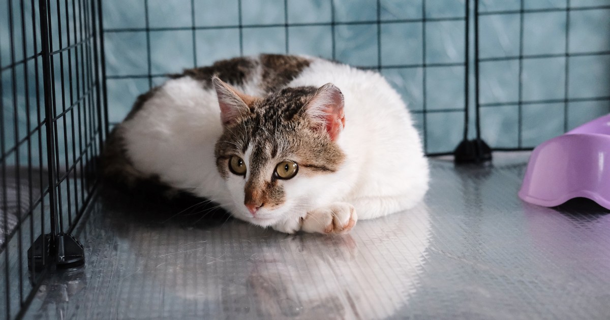 110 Cats Rescued From Chesterfield Breeder Amid Dire Prerequisites