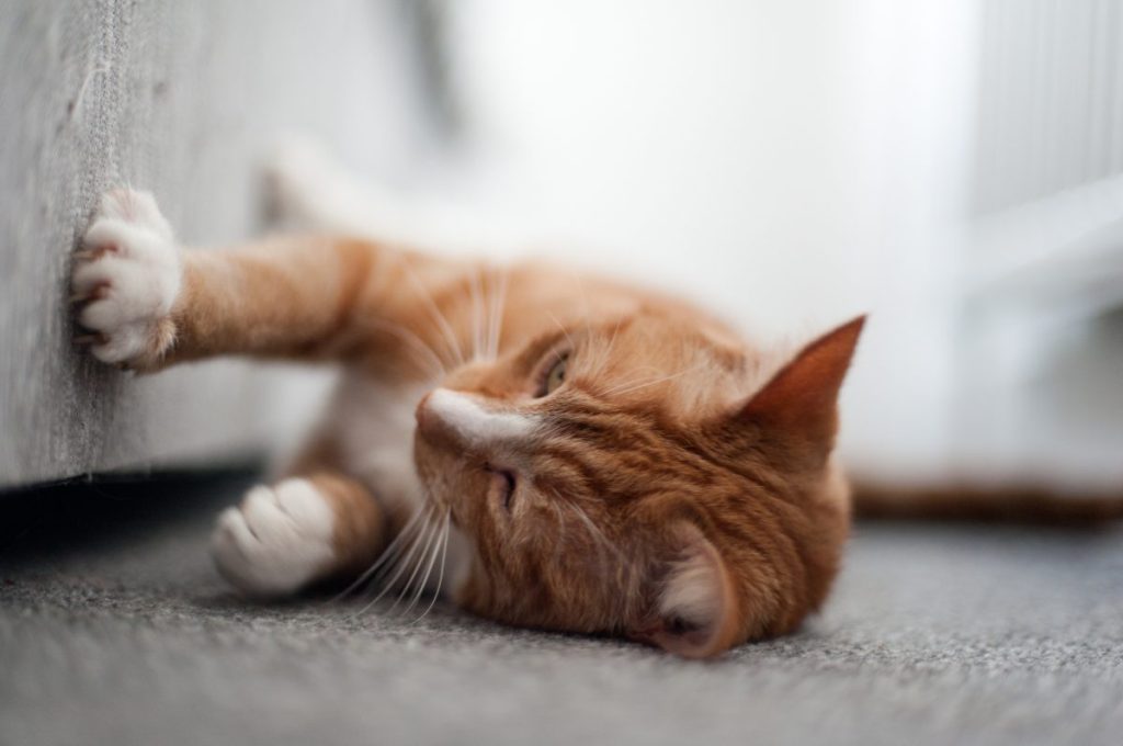 Ginger cat sharpening claws. Michigan bill to ban cat declawing being discussed.