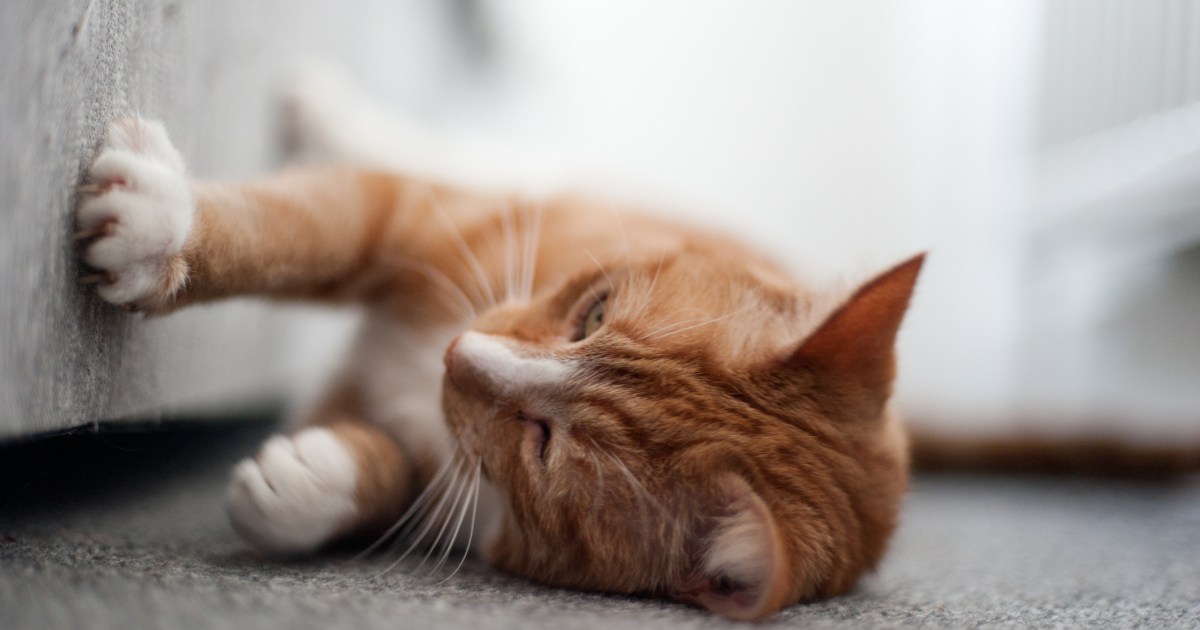 Proposed Michigan Bill Aims To Prohibit Cat Declawing