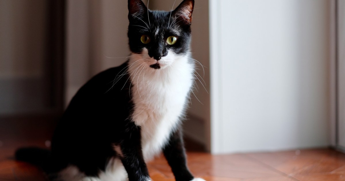 Gainesville Guy Arrested for Poisoning Neighbors’ Cats With Antifreeze