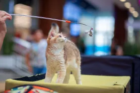 Cat performing tricks at a cat show. Amazing Acro-Cats.