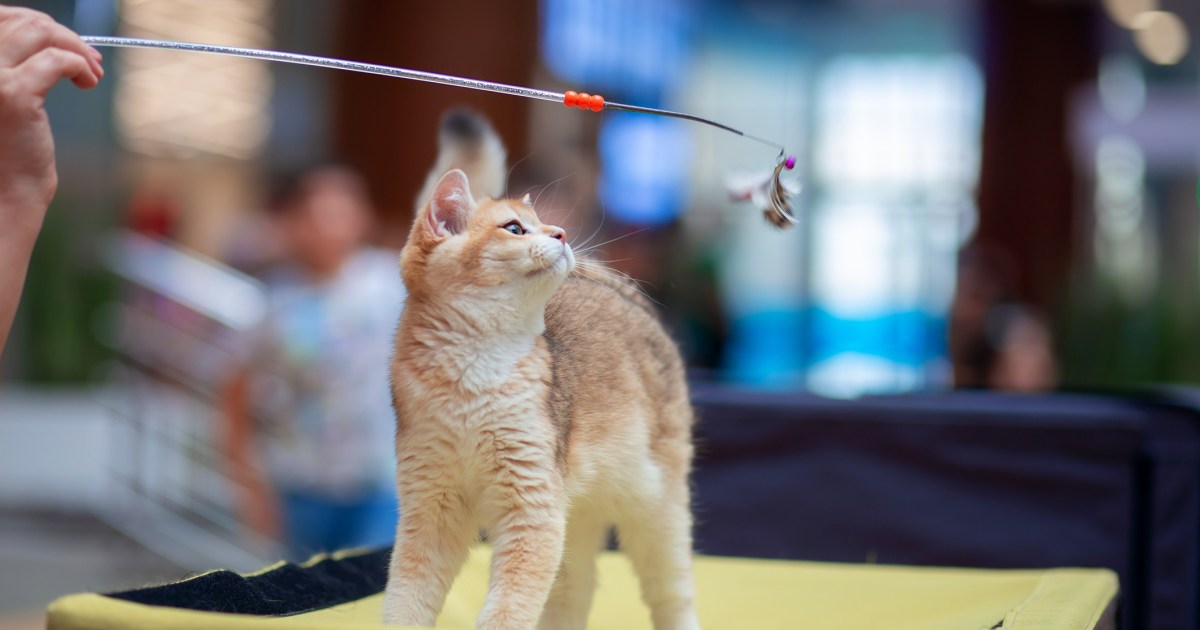 Superb Acro-Cats Make Their Method To Western North Carolina