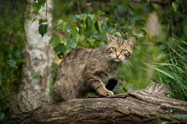 Cat hiding in a tree, waiting to hunt prey. Free-roaming cats posing a threat to wildlife.
