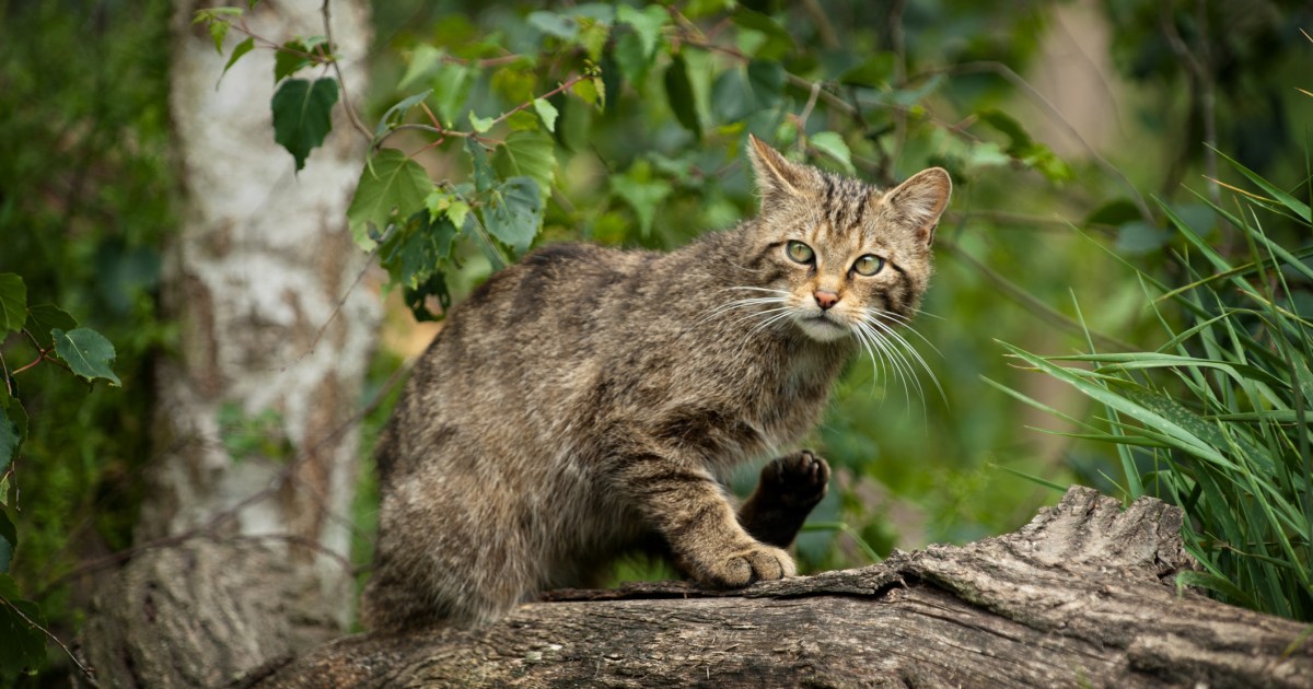 Unfastened-Roaming Cats Pose a Danger to Natural world and Themselves