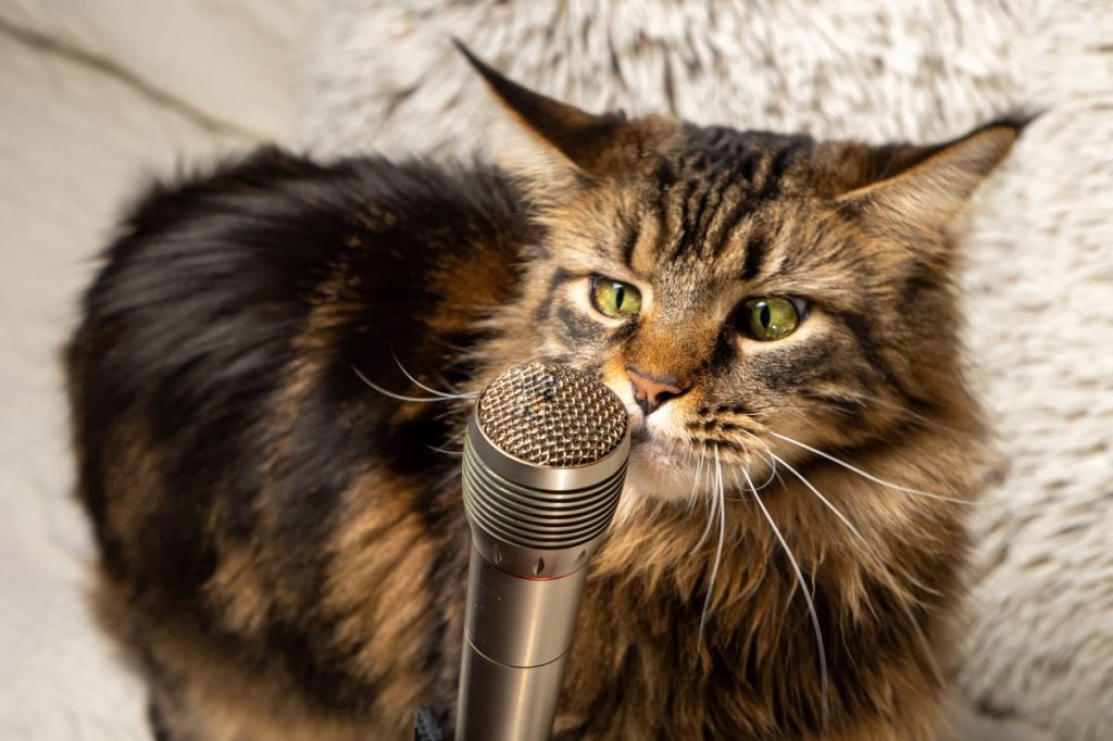 Maine Coon cat looking at microphone