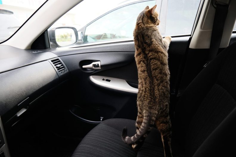 tabby cat looking out car window
