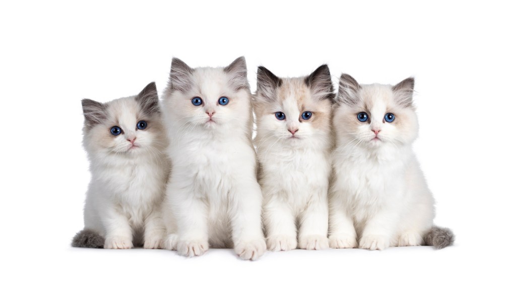 Ragdoll Cat Breed Guide - Cat Guides - Scrumbles