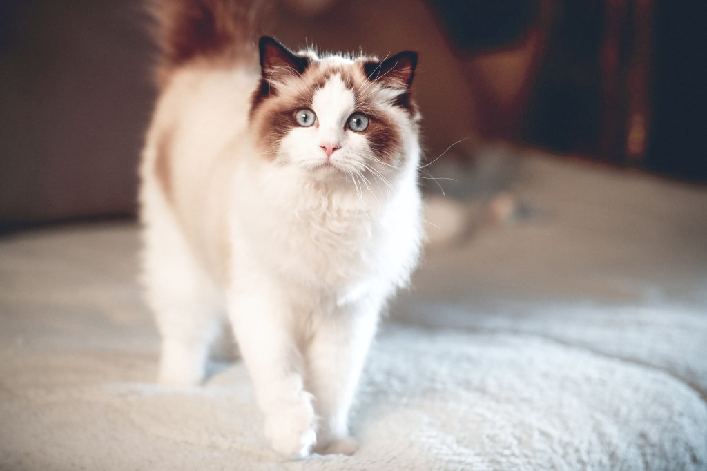 Ragdoll cat: some believed that aliens have contributed to its