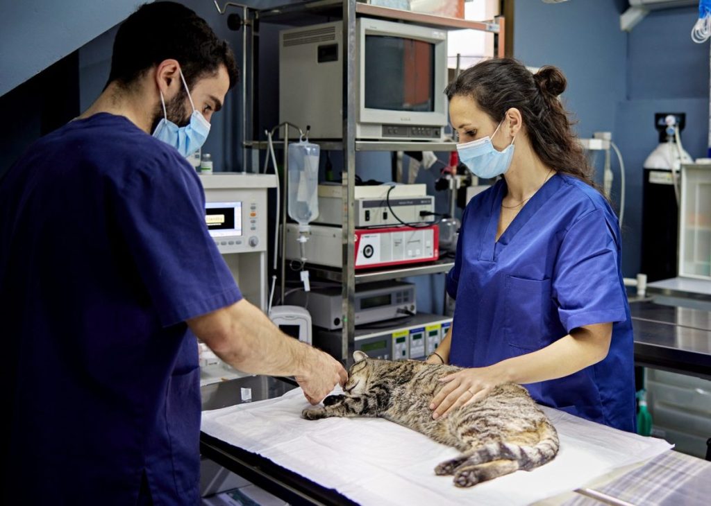 veterinarians preparing Tabby cat for surgery