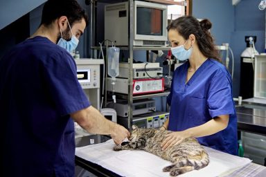 veterinarians preparing Tabby cat for surgery