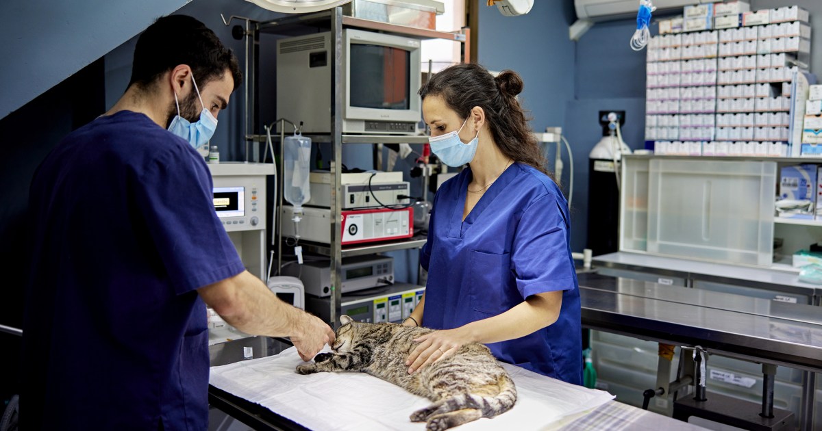 Cat Will get Reconstructive Surgical operation After Being Stomped On