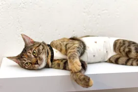 Missing kitten who suffered burns is wrapped in protective bandages