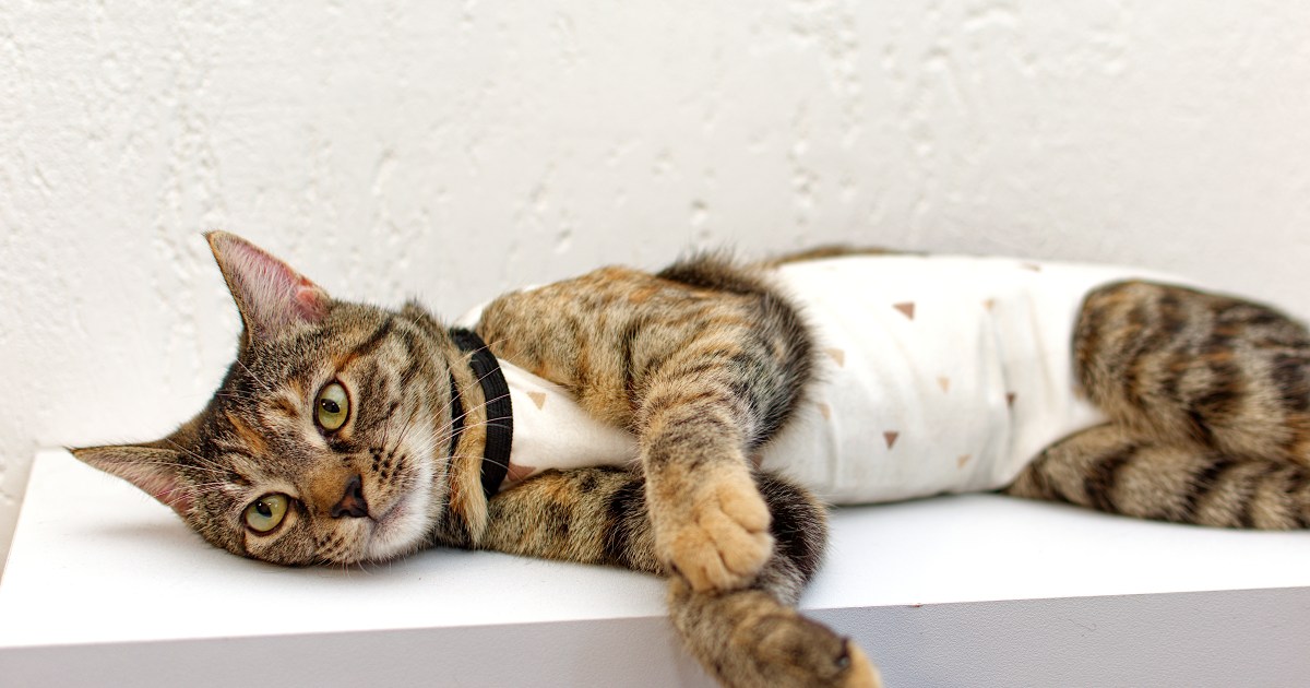 Lacking Kitten Discovered Alive, With Burns, 8 Days After Explosion