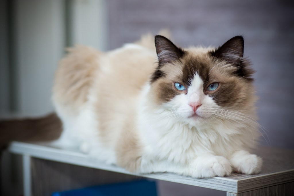 Ragdoll Cat Breed