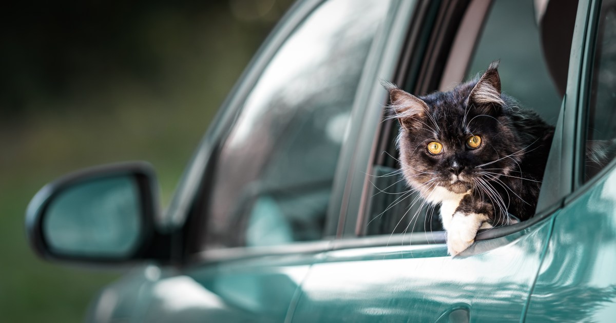 Stowaway Cat Secretly Joins Neighbors' Road Trip