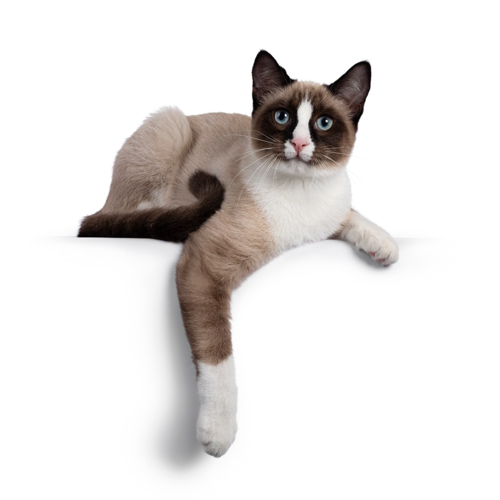 Happy Snowshoe cat on a white background.