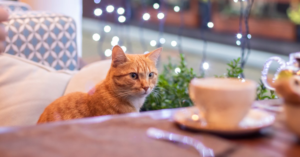 Native Marketers To Open First Cat Café in Topeka