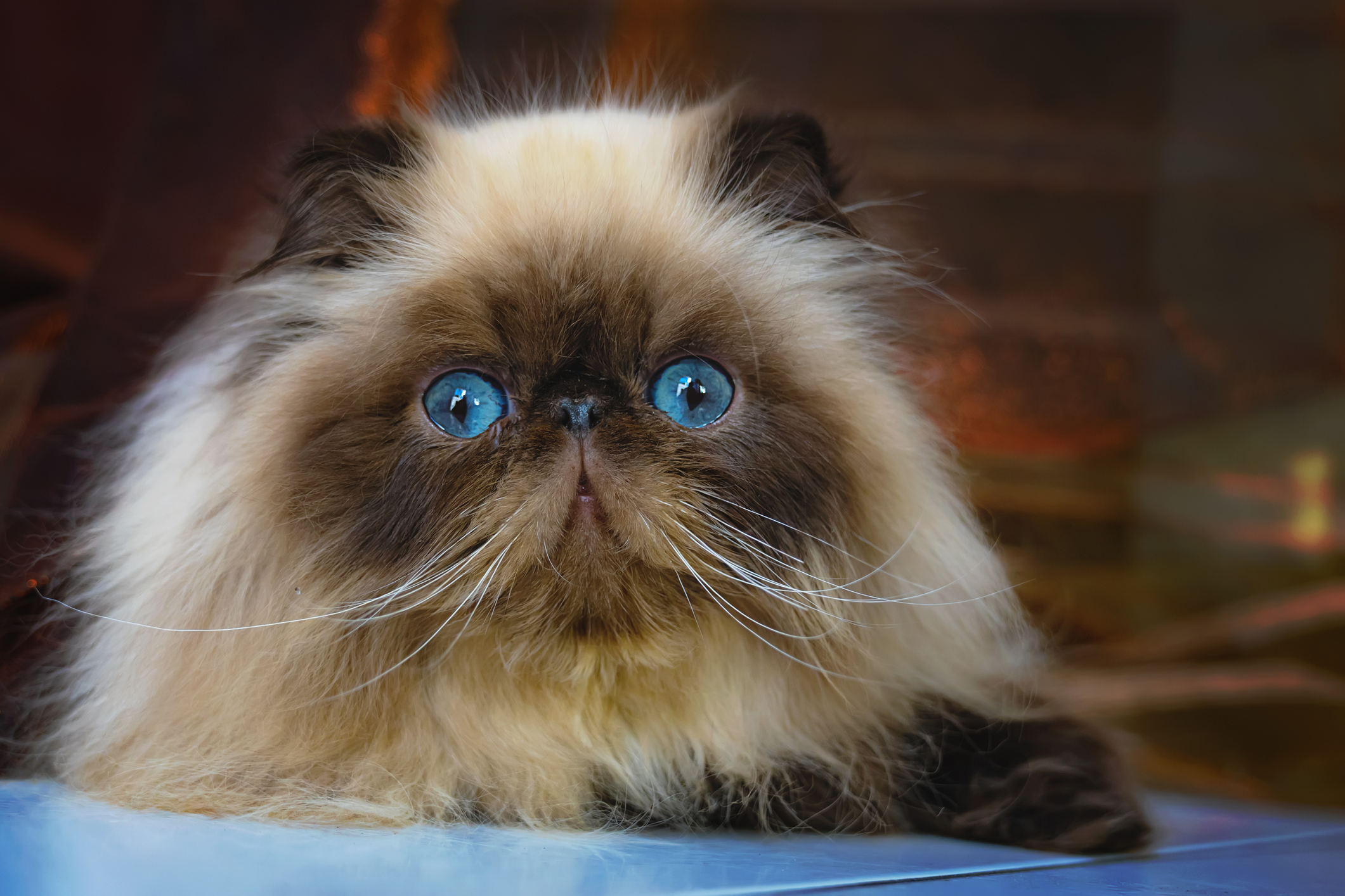 Himalayan Cat Breed Information & Characteristics