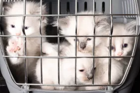 Pet carrier full of Ragdoll kittens, some of the 92 rescued cats in Lancaster, Pennsylvania.
