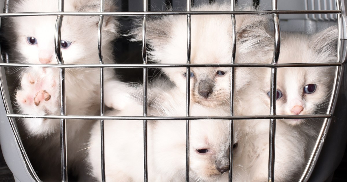 92 Rescued Cats up for Adoption in Lancaster, Pennsylvania