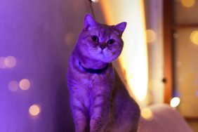 Cats can glow in the dark according to a new scientific study.