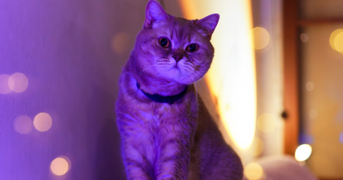 They Glow within the Darkish