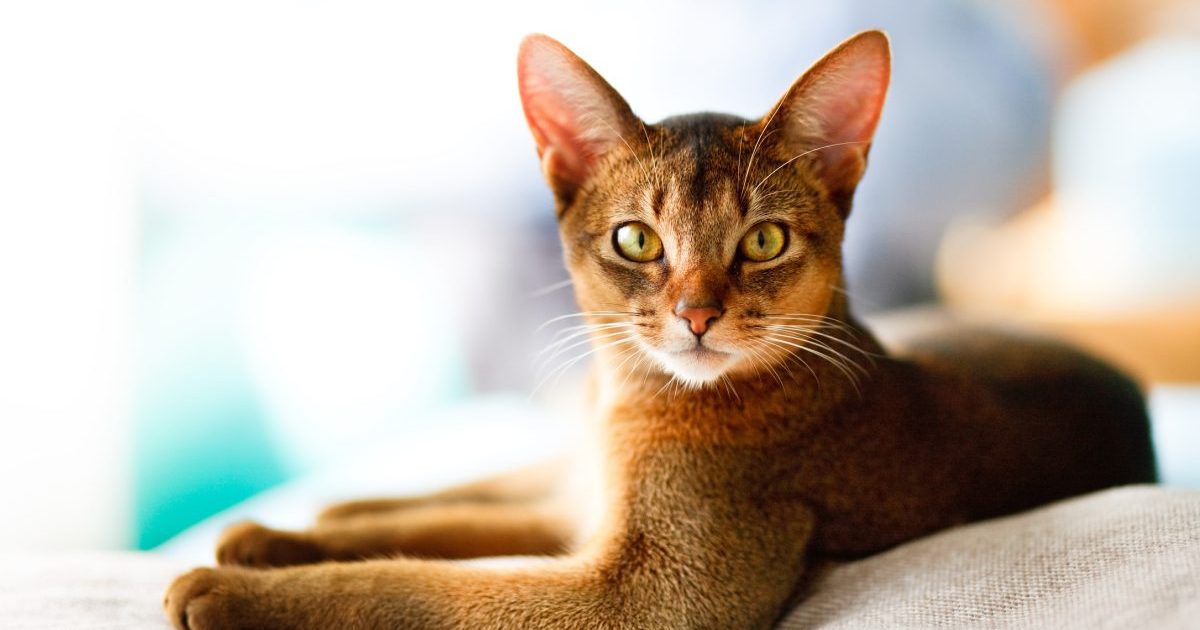 A young Abyssinian looking at the camera