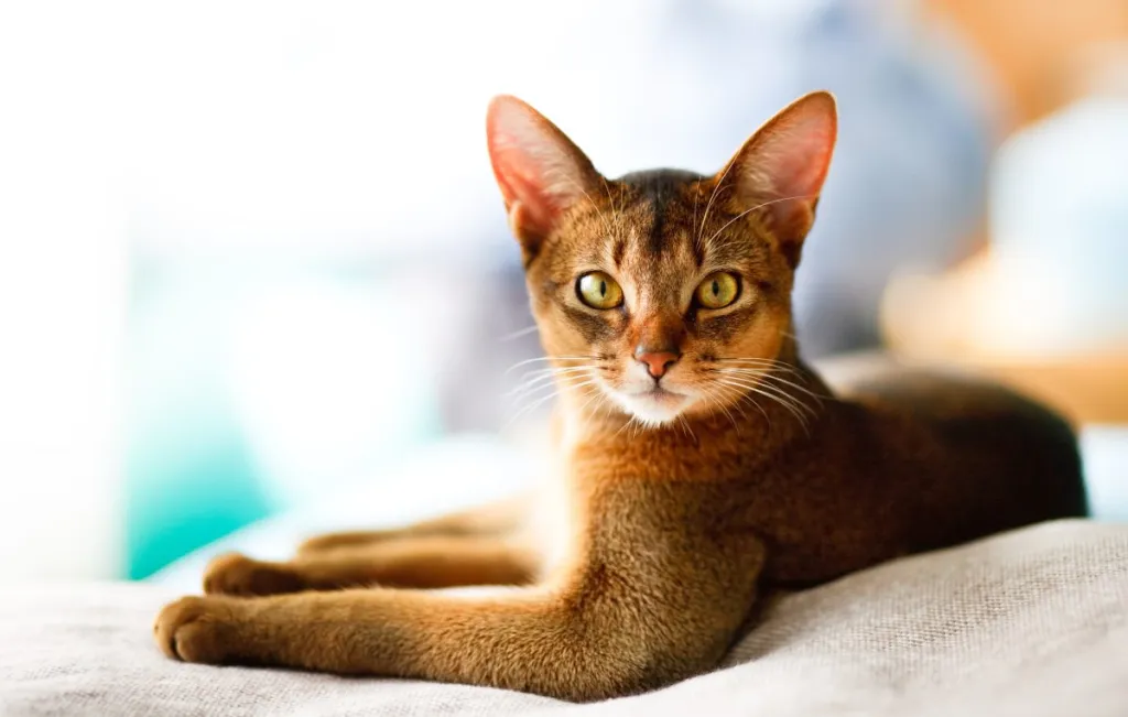 A young Abyssinian looking at the camera