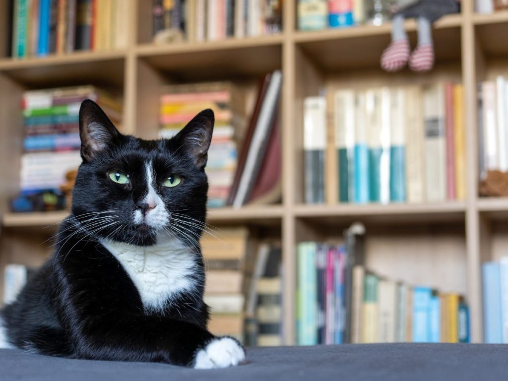 Three robot cats have becomes companions to patrons at the Eugene Public Library.