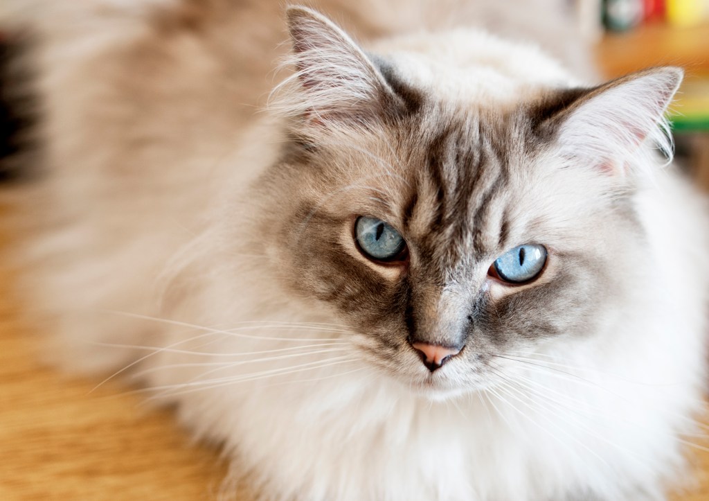 Ragdoll Cats Cat Breed Information & Characteristics