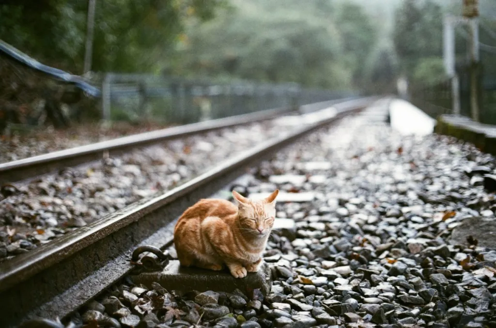 Nala the ginger cat has become an Internet sensation due to her escapades at the Stevenage Railway Station in England.