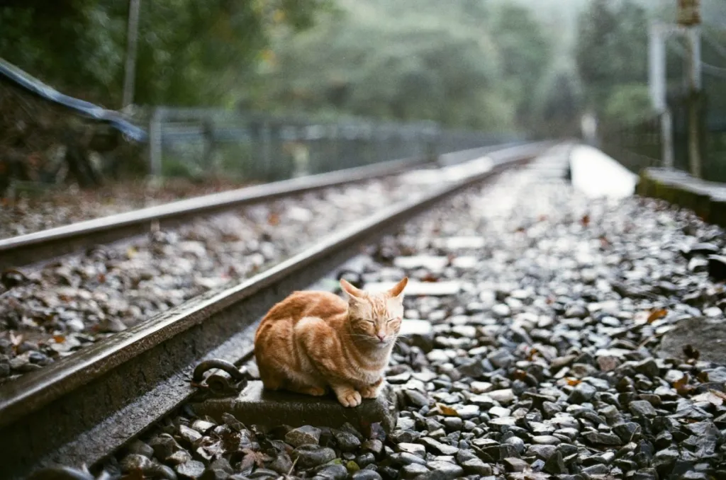 Nala the ginger feline  has go  an Internet sensation owed  to her escapades astatine  the Stevenage Railway Station successful  England.