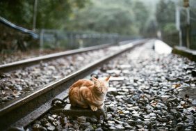 Nala the ginger cat has become an Internet sensation due to her escapades at the Stevenage Railway Station in England.