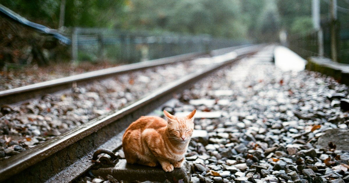 Railway Cat Nala Brings Pleasure to Commuters at Stevenage Station