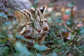 Iriomote and Tsushima Cats in Japan