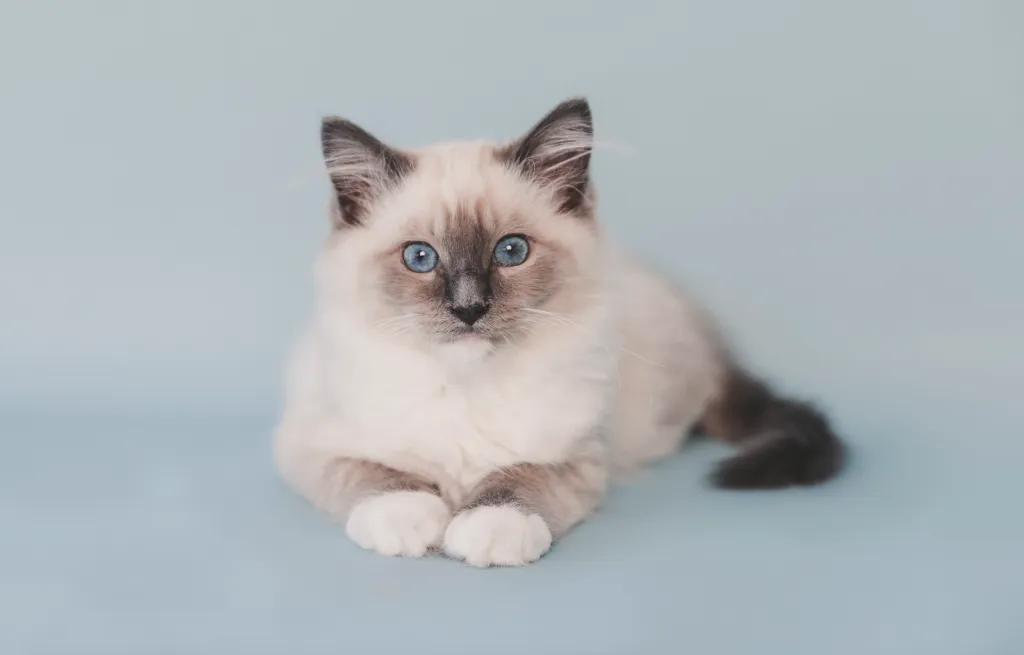 Ragdoll Cats Cat Breed Information & Characteristics