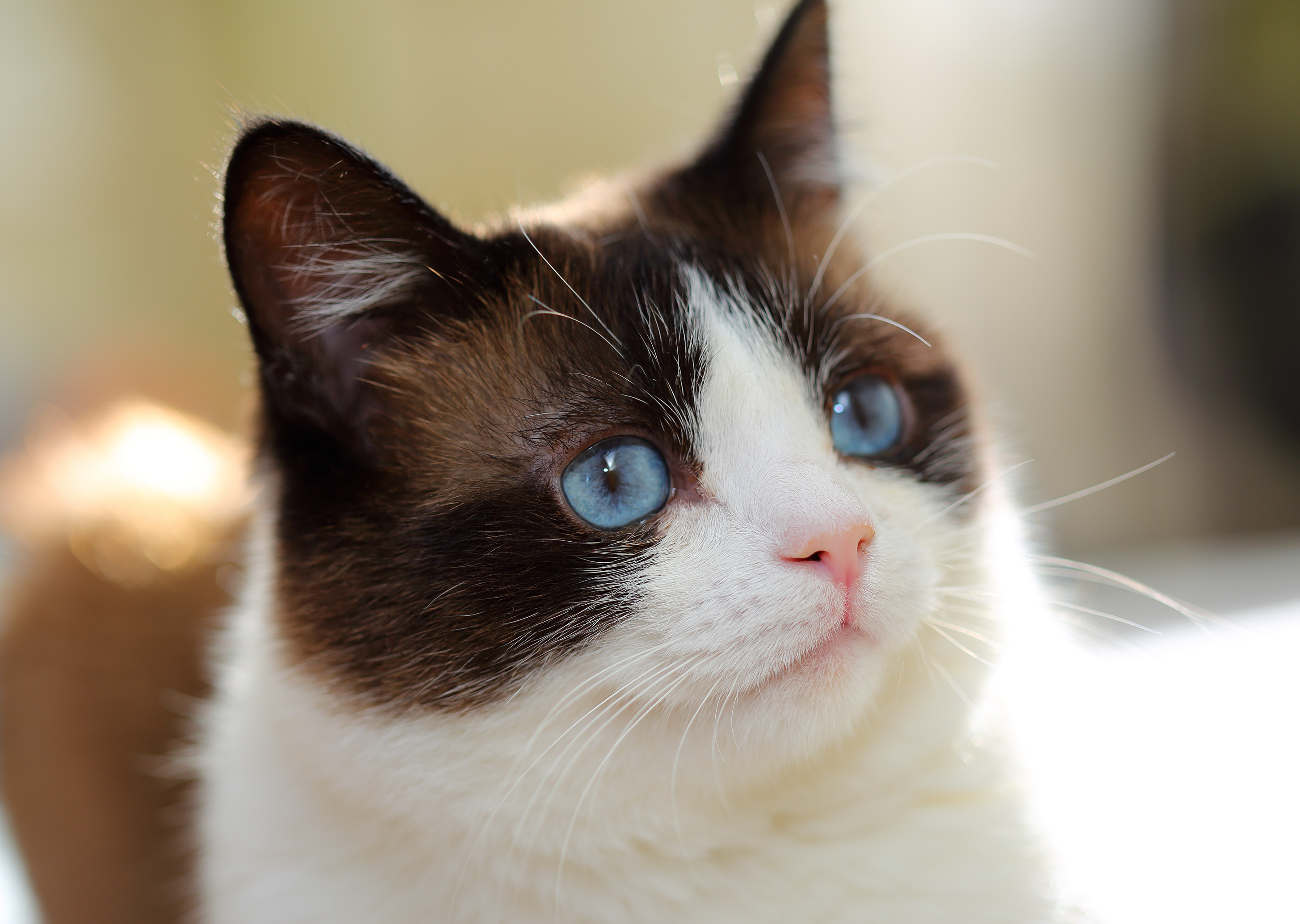 Snowshoe Cat Breed Information & Characteristics