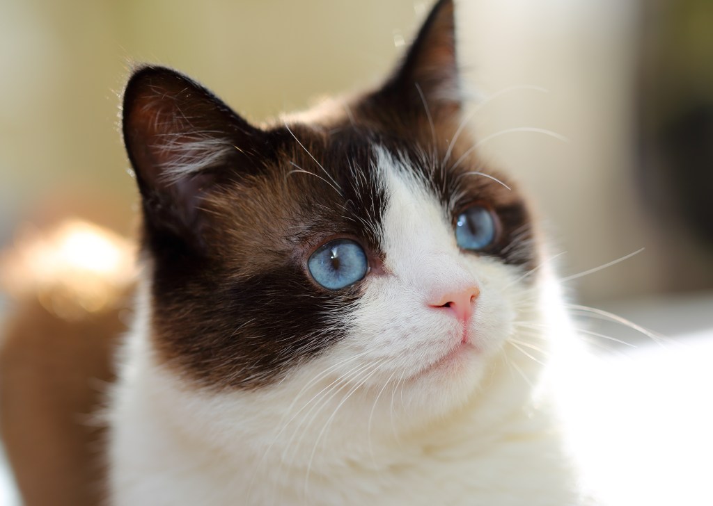 Closeup photo of a Snowshoe cat with bright blue eyes.