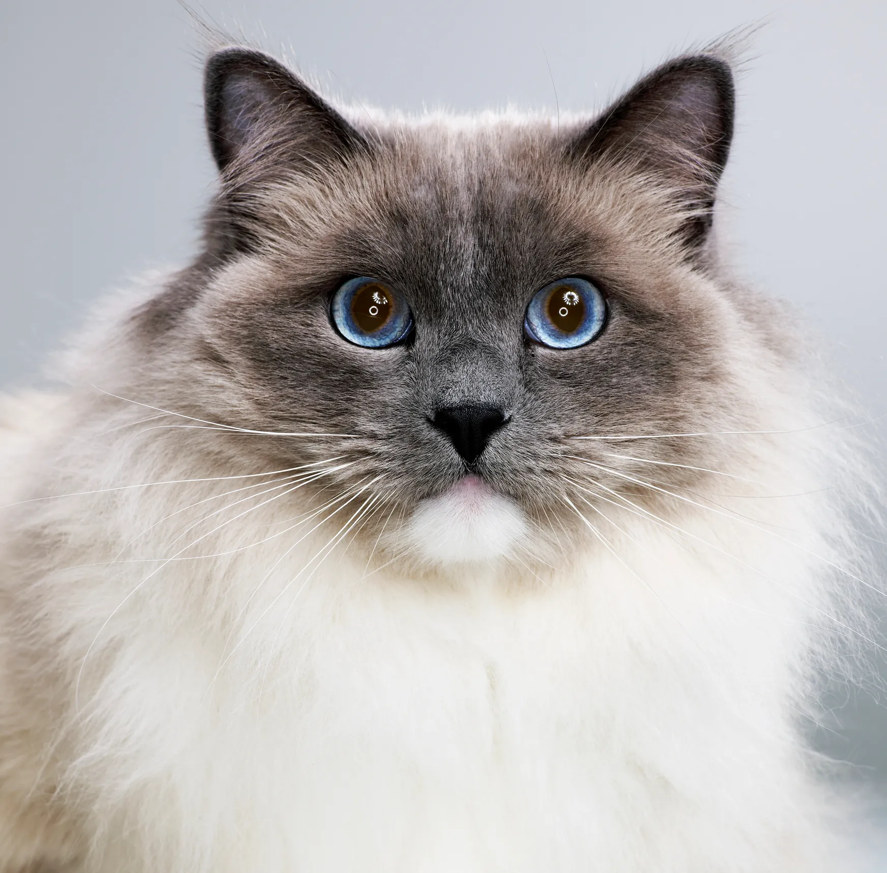 Ragdoll Cats Cat Breed Information & Characteristics