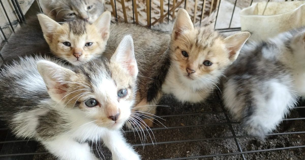 Emerging Stray Cat Numbers Pose a Problem for Clinics