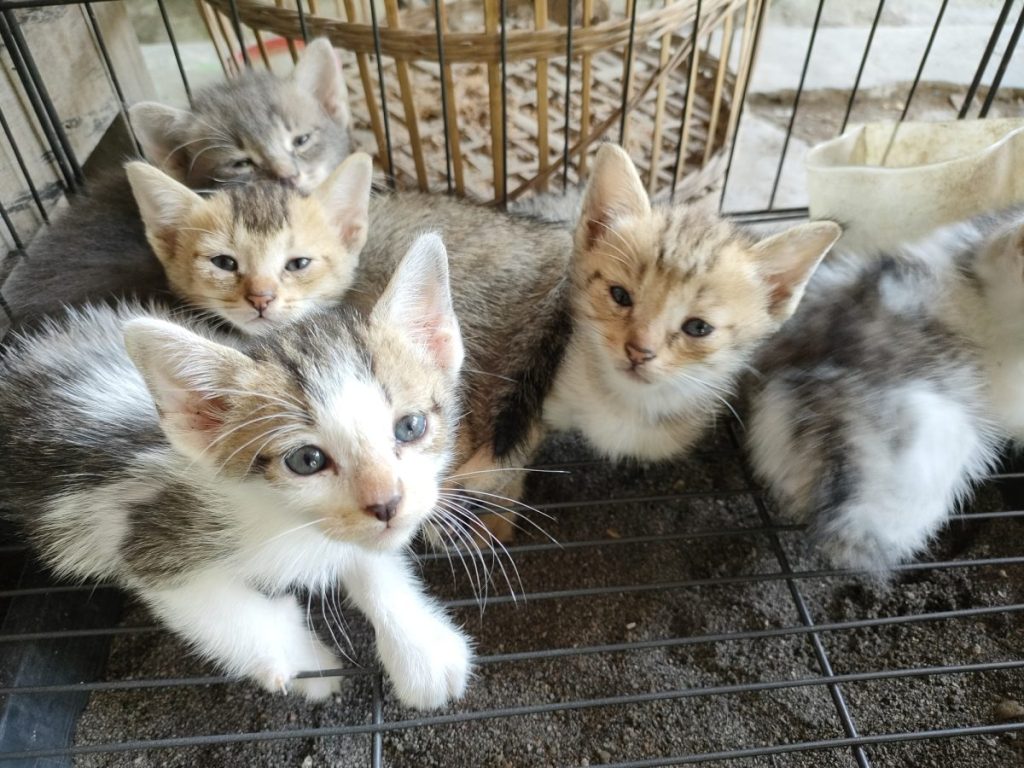 A group of rescued stray kittens in a cage. Stray cat overpopulation in clinics waiting to be spayed or neutered.