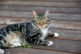 A gray striped cat sits on a wooden pier, much like the cats contracting COVID or coronavirus in Cyprus and the U.K.