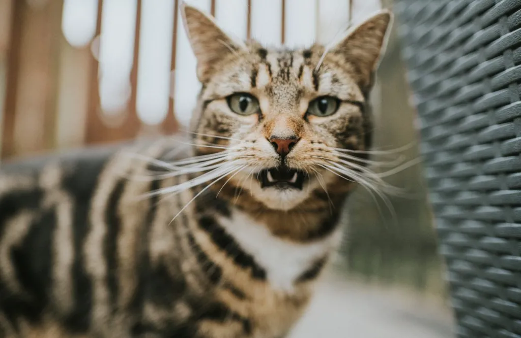 Tabby feline  making unsocial   facial expressions, arsenic  successful  the caller    technological  survey  examining feline  facial expressions.