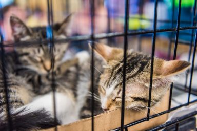 Tabby cats in a cage up for adoption. Community efforts to control cat population at University of Florida.